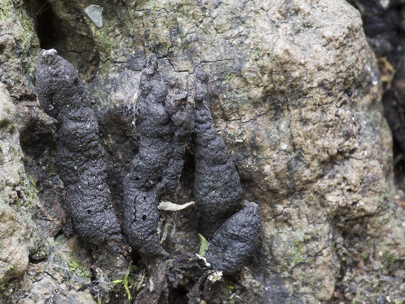 Xylaria digitata